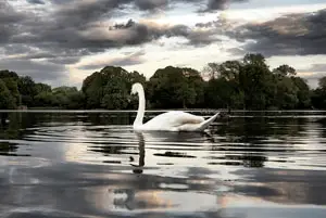 Prospect Park swan, via idletype's flickr